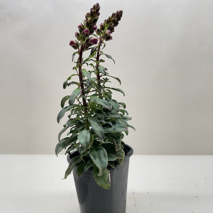 SnapDragon
