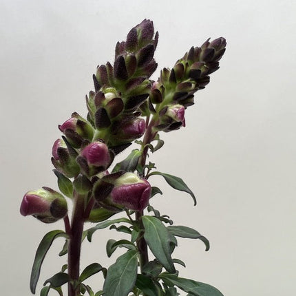 SnapDragon