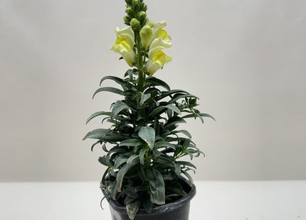SnapDragon
