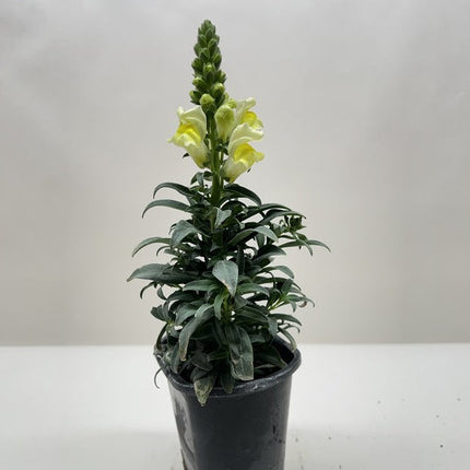 SnapDragon
