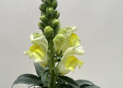 SnapDragon