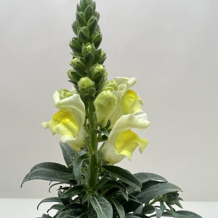 SnapDragon