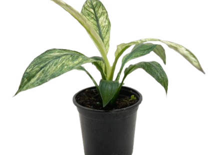 Spathiphyllum Jessica