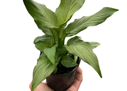 Spathiphyllum 'Platinum Mist'