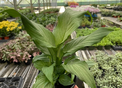 Spathiphyllum 'Platinum Mist'