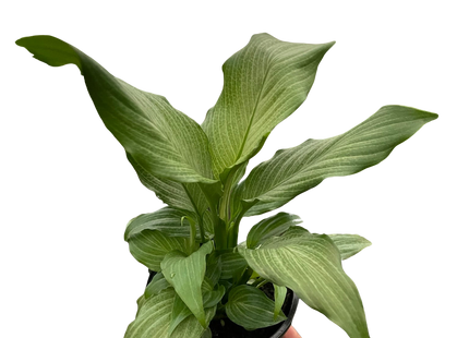 Spathiphyllum 'Platinum Mist'