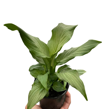 Spathiphyllum 'Platinum Mist'