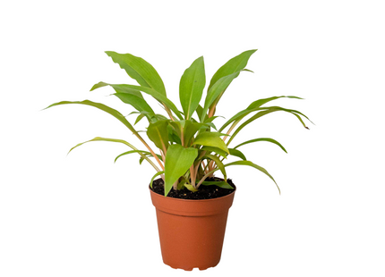 Spider Plant 'Fire Flash'