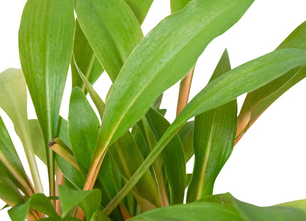 Spider Plant 'Fire Flash'