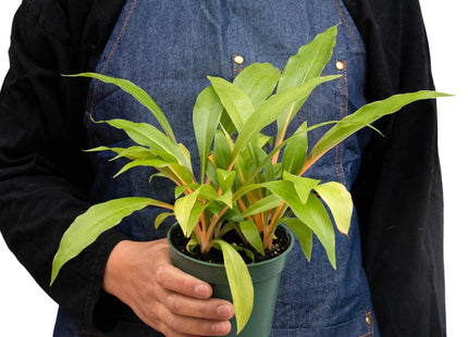 Spider Plant 'Fire Flash'