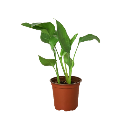 White Bird of Paradise 'Strelitzia Nicolai' | Live Plant for Indoor & Outdoor | House Plant Decor