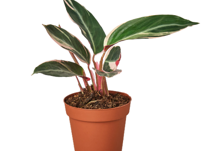 Stromanthe Triostar