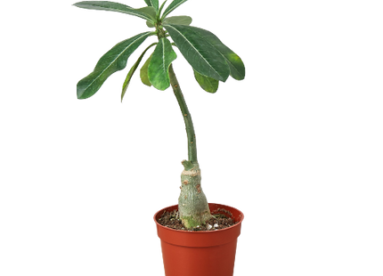 1 Succulent Monthly Subscription Box