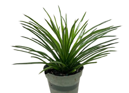 Succulent Agave Twin Flower