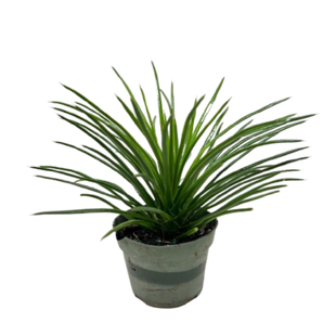 Succulent Agave Twin Flower