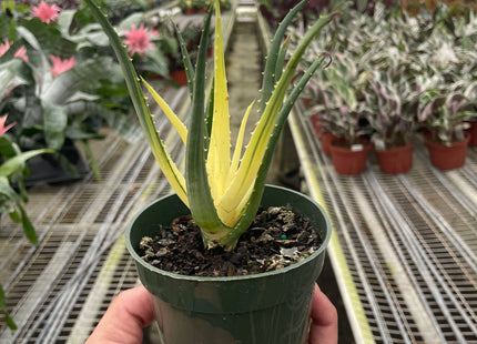 Succulent Aloe Solar Flare