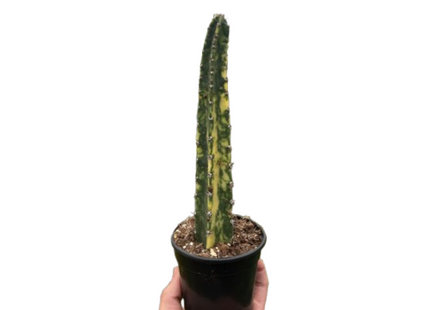 Variegated Blue Candle Cactus