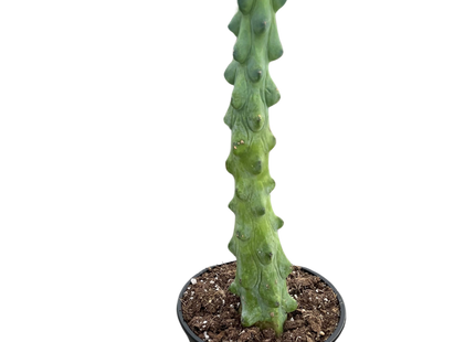 Boobie Cactus