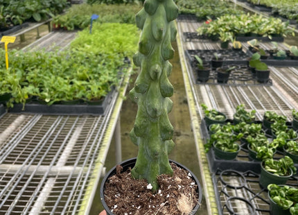 Boobie Cactus