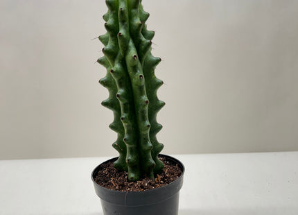 Succulent Cactus Ghost White Boobie