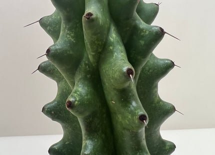 Succulent Cactus Ghost White Boobie