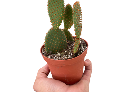Opuntia 'Microdasys' (Bunny Ear Cactus)