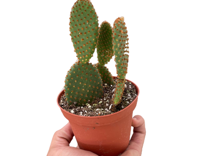 Opuntia 'Microdasys' (Bunny Ear Cactus)