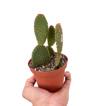 Opuntia 'Microdasys' (Bunny Ear Cactus)