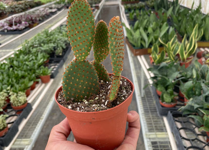 Opuntia 'Microdasys' (Bunny Ear Cactus)