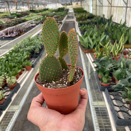 Opuntia 'Microdasys' (Bunny Ear Cactus)