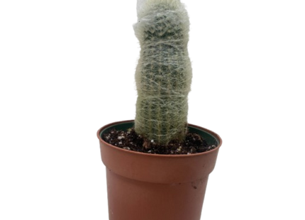 Succulent Cactus Old Man