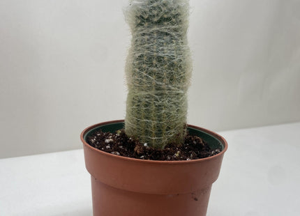 Succulent Cactus Old Man