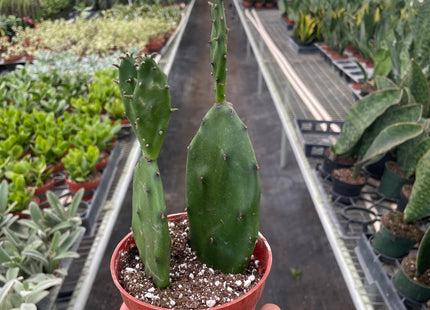 Succulent Prickly Pear Cactus