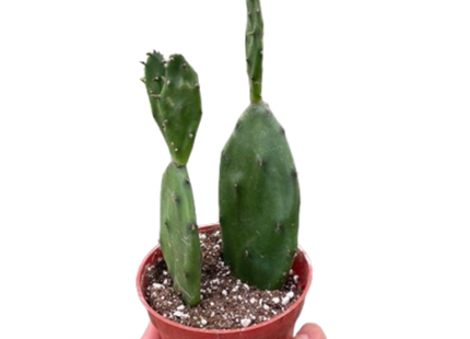 Succulent Prickly Pear Cactus
