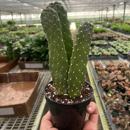 Road Kill Cactus (Consolea rubescens)