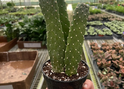 Road Kill Cactus (Consolea rubescens)