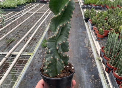 Cereus forbesii 'Spiralis'