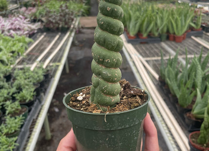 Succulent Unicorn Cactus
