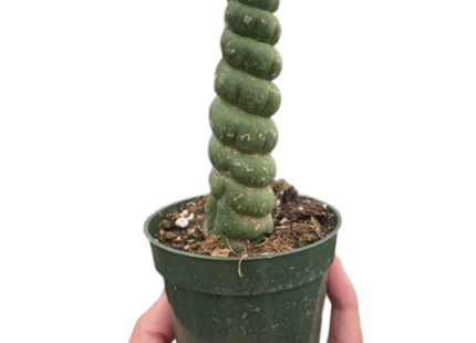 Succulent Unicorn Cactus