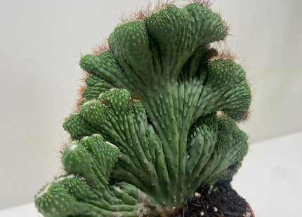 Succulent Cereus Coral Green