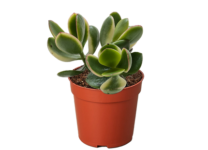 Succulent Crassula Jade Variegated