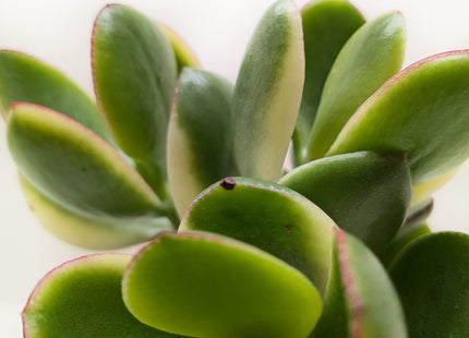 Succulent Crassula Jade Variegated