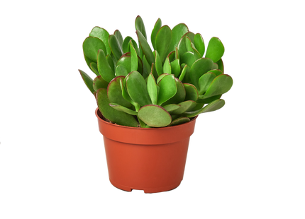1 Succulent Monthly Subscription Box