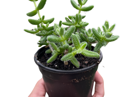 Delosperma echinatum 'Pickle Plant'