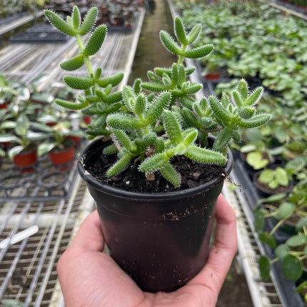 Delosperma echinatum 'Pickle Plant' | Live Plant for Indoor & Outdoor | House Plant Decor