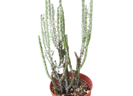 Succulent Euphorbia Aeruginosa