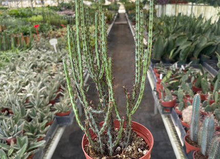 Succulent Euphorbia Aeruginosa
