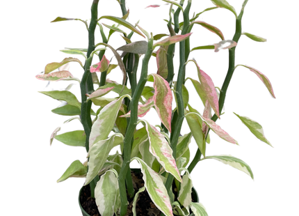 Variegated Devil's Backbone Euphorbia