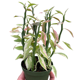 Variegated Devil's Backbone Euphorbia