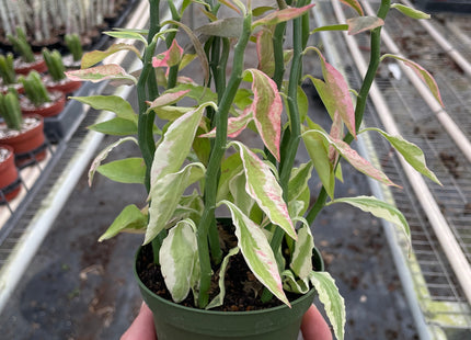 Variegated Devil's Backbone Euphorbia